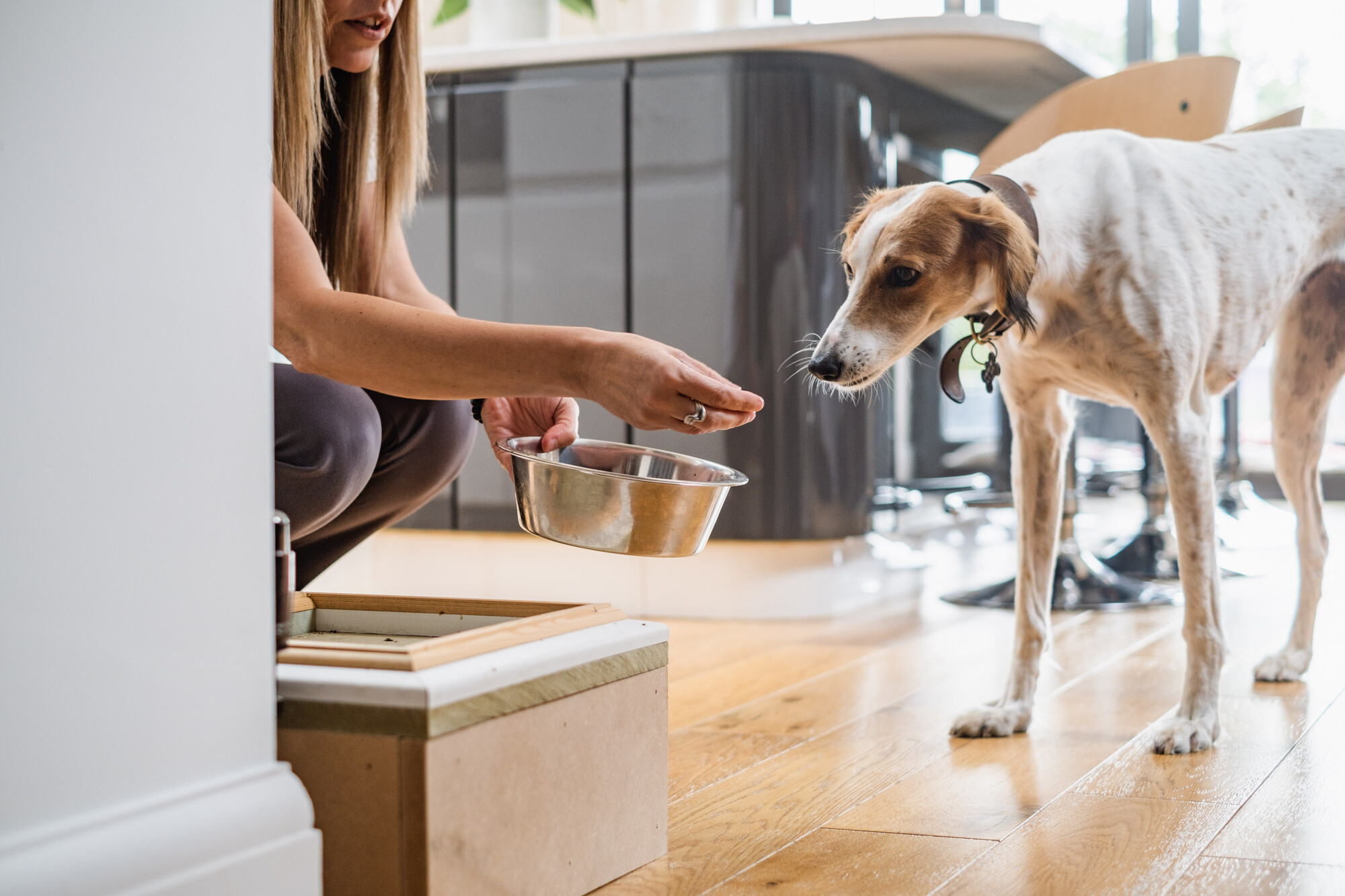 What foods can shop dogs not eat